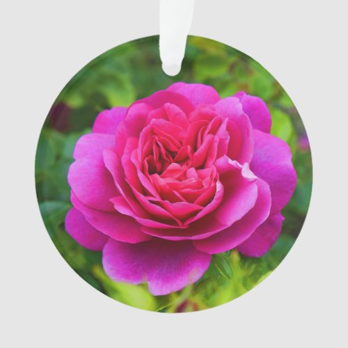 Princess Anne Rose 1 Ornament