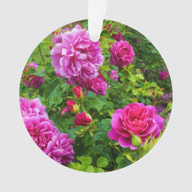 Princess Anne Rose #2-1 Ornament (Front)