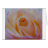 Princess Diana Rose (Front Horizontal)
