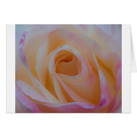 Princess Diana Rose Cards (Front Horizontal)
