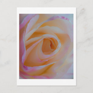 Princess Diana Rose Postcard