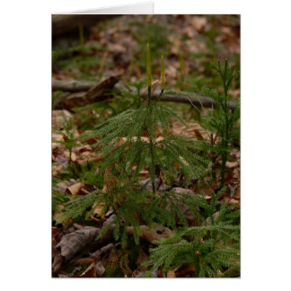 Princess Pine Card