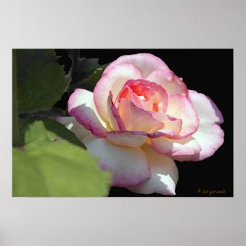 Princess Rose Poster by glo53bug at Zazzle