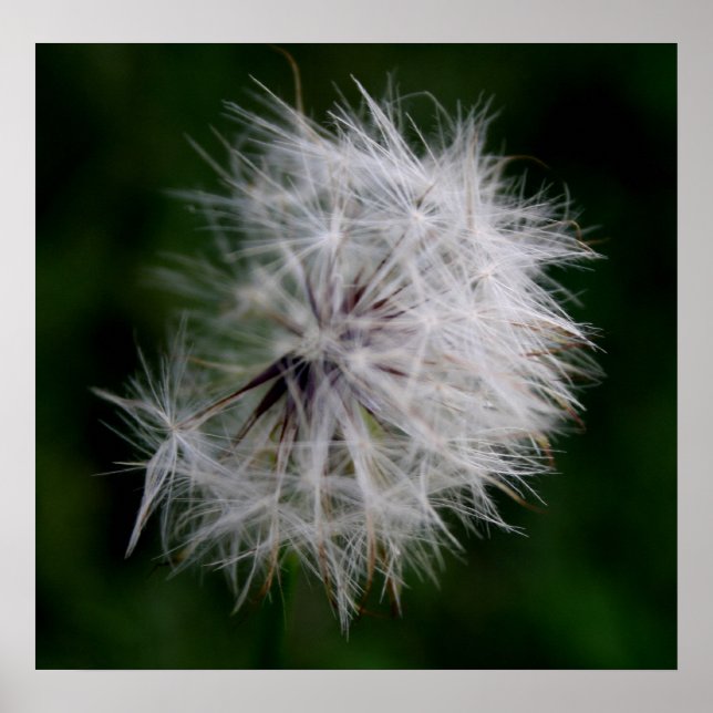 Princess Soft Dandelion Poster (Front)