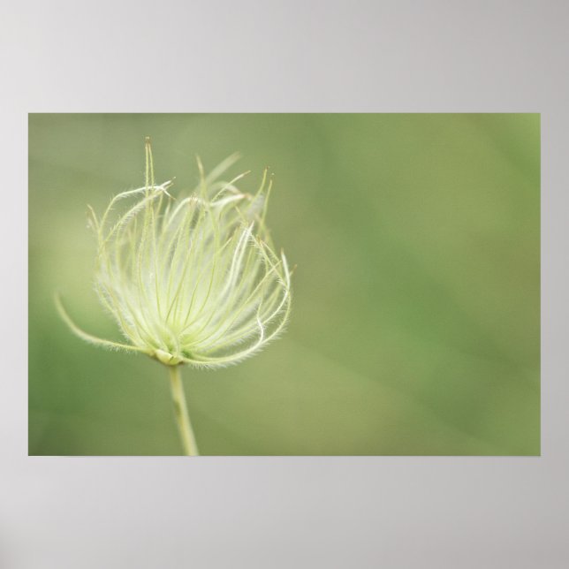 Print: Apache Plume Poster (Front)