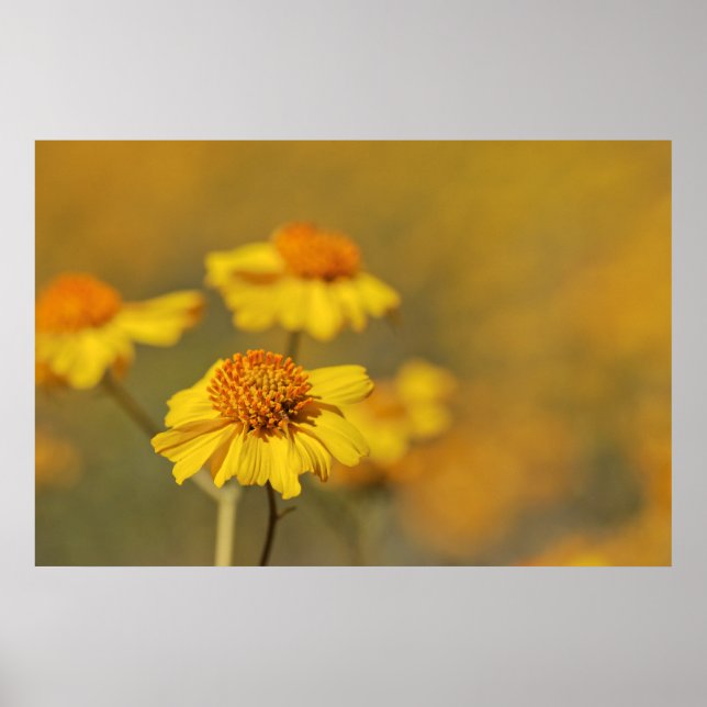 Print: Brittlebush Flowers Poster (Front)