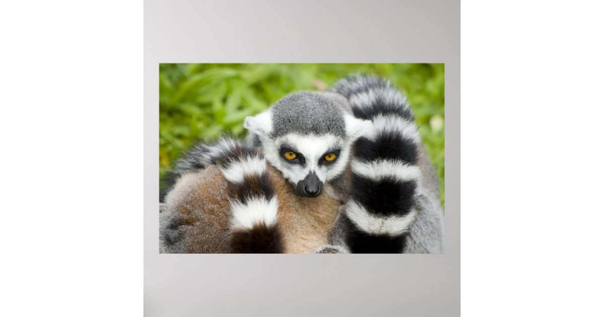 Print - Cute Lemur Stripey Tail | Zazzle