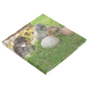 Print Gallery Wrap small cute live chickens chick
