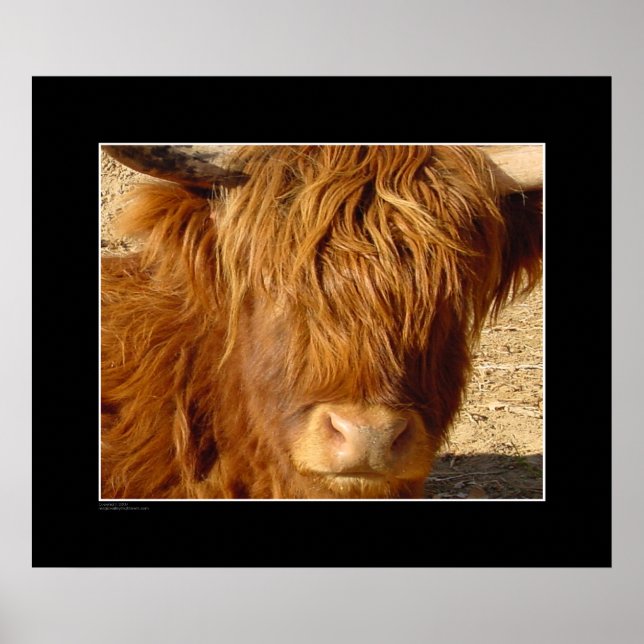 Print - Highland Cattle (Front)