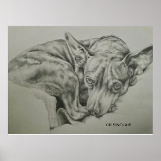 Print, Matte )MEET SAM by CR Sinclair Poster