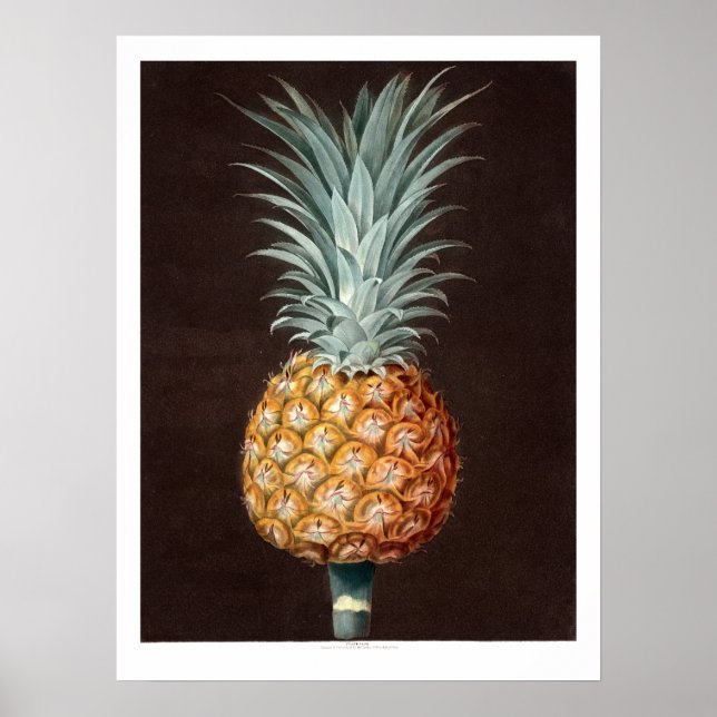 Print of Antique 1807 Pineapple Botanical Art (Front)
