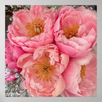 Print | Peonies I (30"x30") by mistyqe at Zazzle