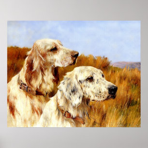 Print: Two Setters by Arthur Wardle Poster