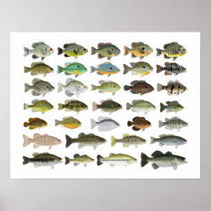 Print, Value Poster Paper (Matte)