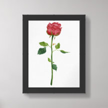 Print, Value Poster Paper (matte) - Rose