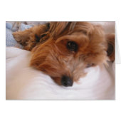 Priscilla (Front Horizontal)