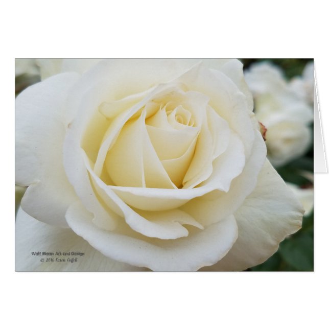 Pristine white rose photo cards (Front Horizontal)