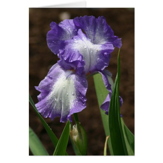 Prize Iris Cards (Front)