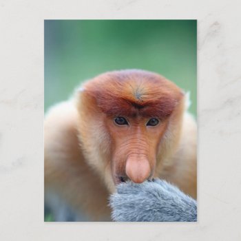 Proboscis Monkey In Borneo. Postcard by PKphotos at Zazzle