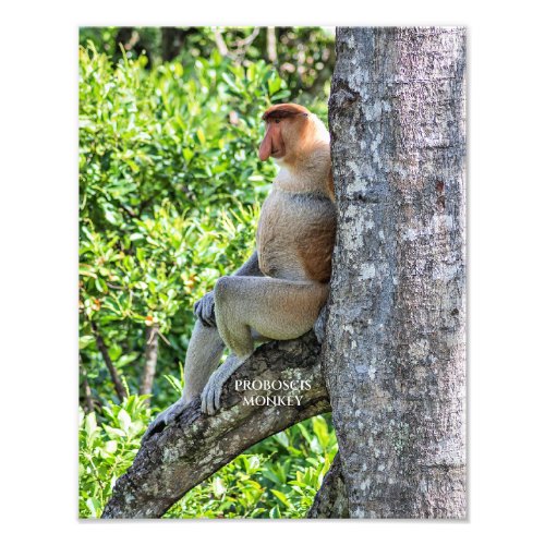 Proboscis Monkey Photo Print