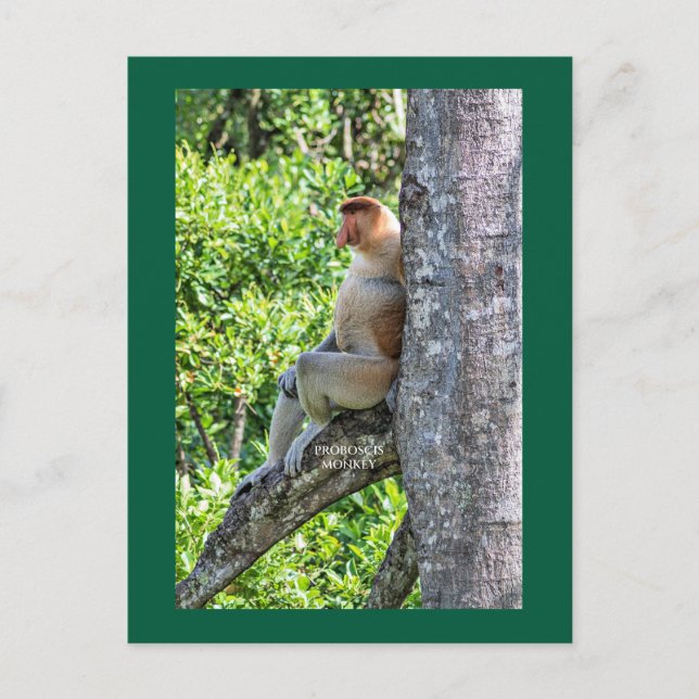 Proboscis Monkey Postcard (Front)