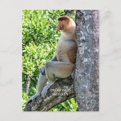 Proboscis Monkey Postcard