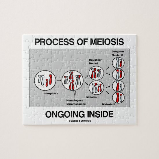 Process Of Meiosis Ongoing Inside Jigsaw Puzzle