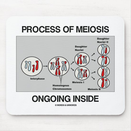Process Of Meiosis Ongoing Inside Mouse Pad