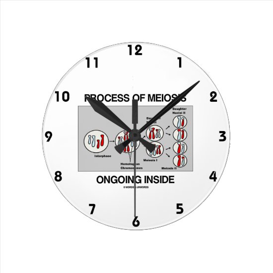 Process Of Meiosis Ongoing Inside Round Clock