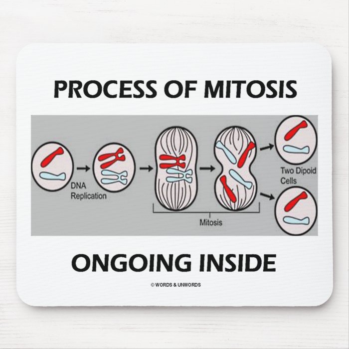 Process Of Mitosis Ongoing Inside Mousepads