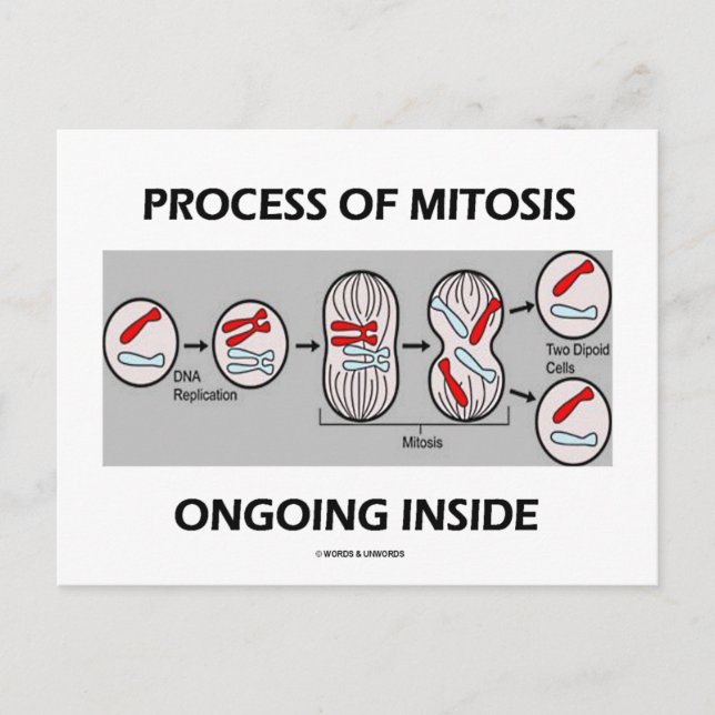 Process Of Mitosis Ongoing Inside Postcard (Front)