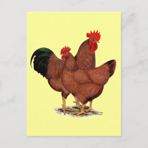 Production Red Chickens Postcard