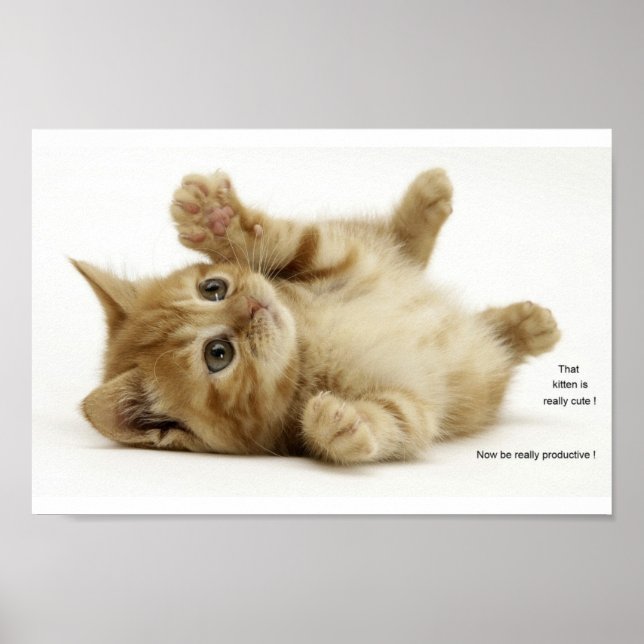 Productivity Kitten (Kitteh) Poster (Front)