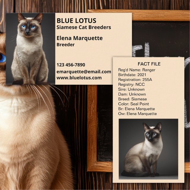 Professional Cattery, Siamese Cat Breeders Business Card (Creator Uploaded)