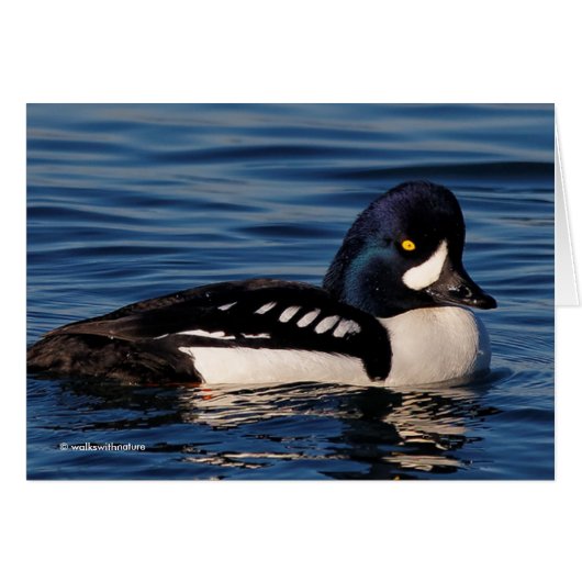 Profile of a Barrow's Goldeneye Cards (Front Horizontal)