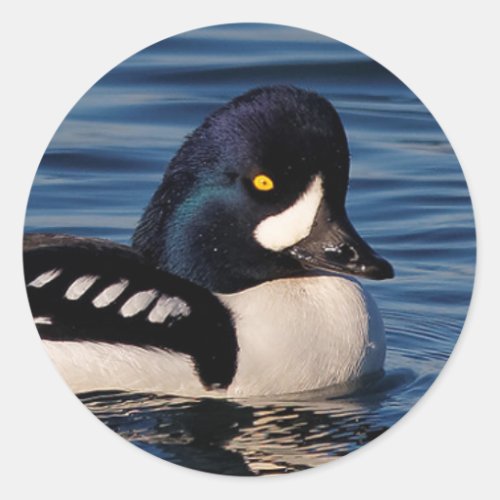 Profile of a Barrows Goldeneye Classic Round Sticker