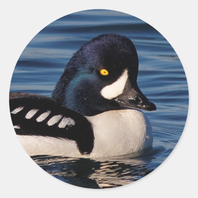Profile of a Barrow's Goldeneye Classic Round Sticker (Front)