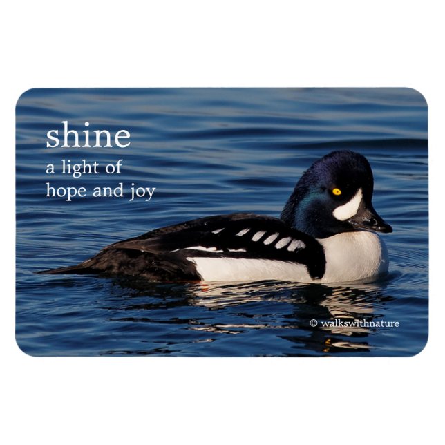 Profile of a Barrow's Goldeneye Magnet (Horizontal)