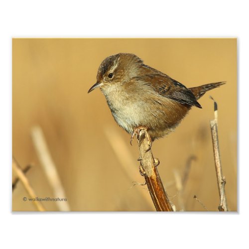 Profile of a Beautiful Marsh Wren Photo Print