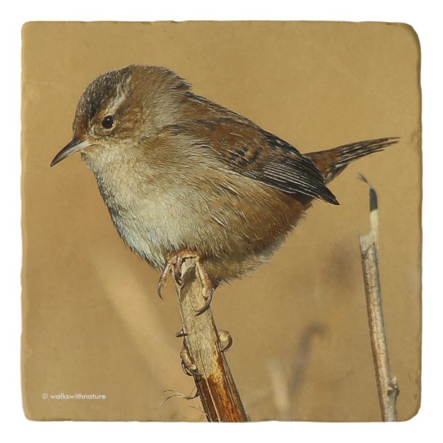 Profile of a Beautiful Marsh Wren Trivet (Front)
