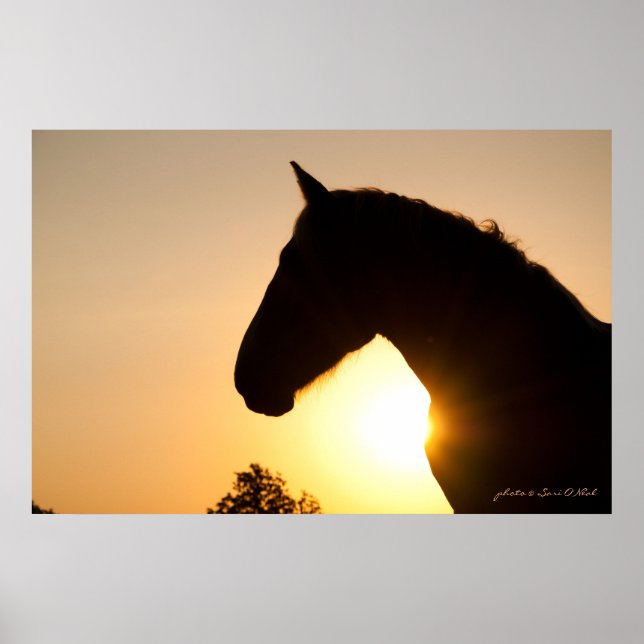 Profile of a Belgian Draft Horse Poster (Front)