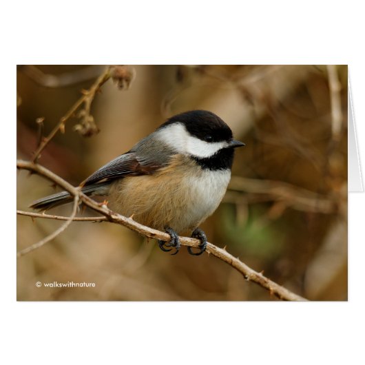 Profile of a Black-Capped Chickadee Cards (Front Horizontal)