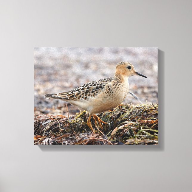 Profile of a Buff-Breasted Sandpiper at the Beach Canvas Print (Front)
