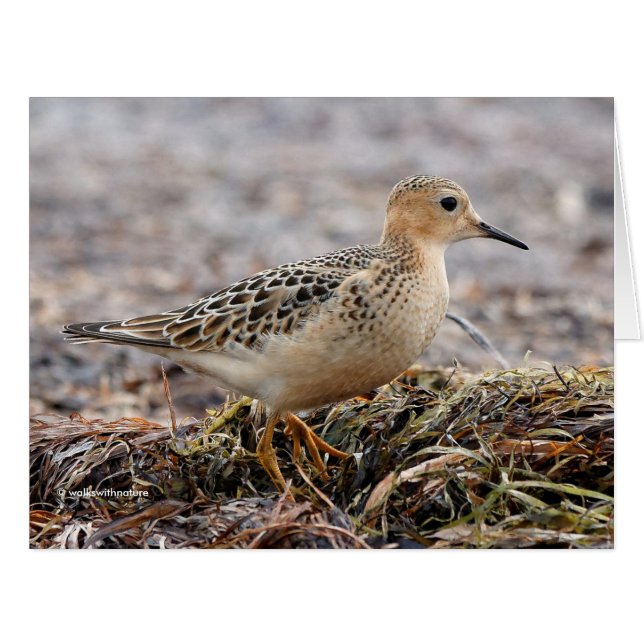 Profile of a Buff-Breasted Sandpiper at the Beach Cards (Front Horizontal)