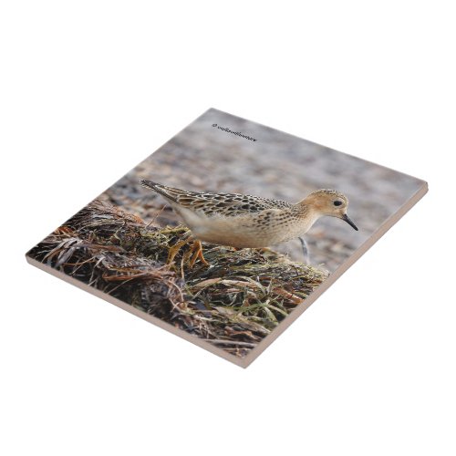 Profile of a Buff_Breasted Sandpiper at the Beach Ceramic Tile