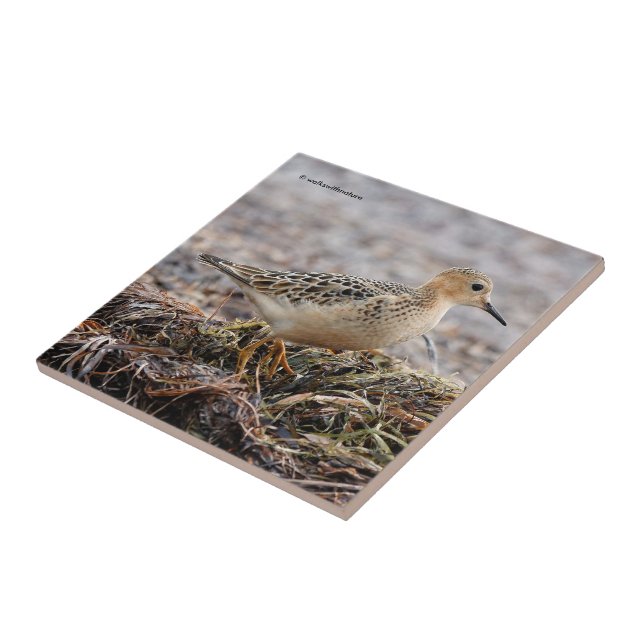 Profile of a Buff-Breasted Sandpiper at the Beach Ceramic Tile (Side)