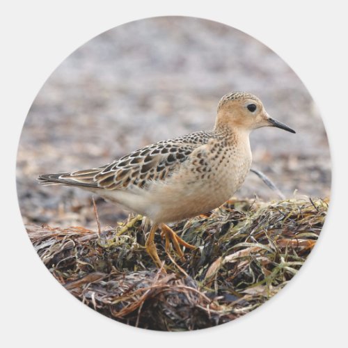 Profile of a Buff_Breasted Sandpiper at the Beach Classic Round Sticker