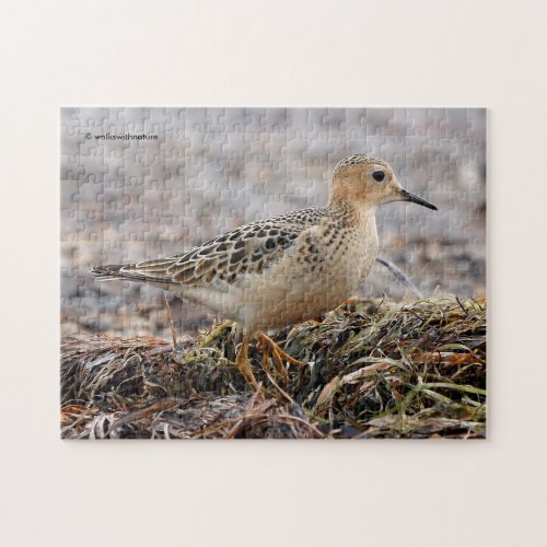 Profile of a Buff_Breasted Sandpiper at the Beach Jigsaw Puzzle