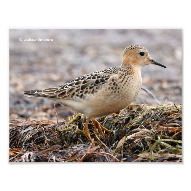 Profile of a Buff-Breasted Sandpiper at the Beach Photo Print (Front)