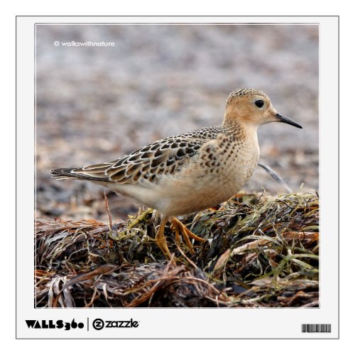 Profile of a Buff_Breasted Sandpiper at the Beach Wall Sticker